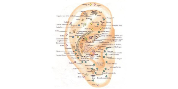 Auriculotherapy Chart Free